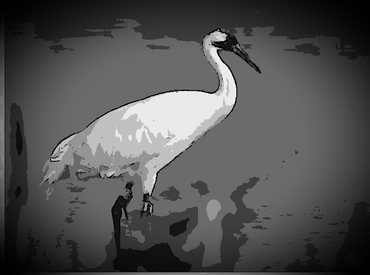Crane Baby 